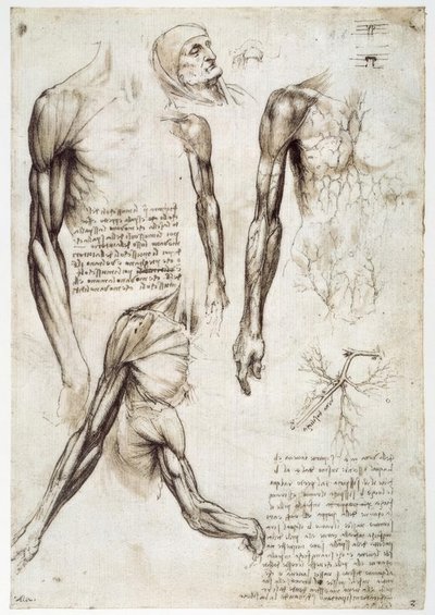 Anatomiestudies door Leonardo da Vinci